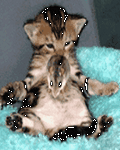 pic for Cat Mousse Playing